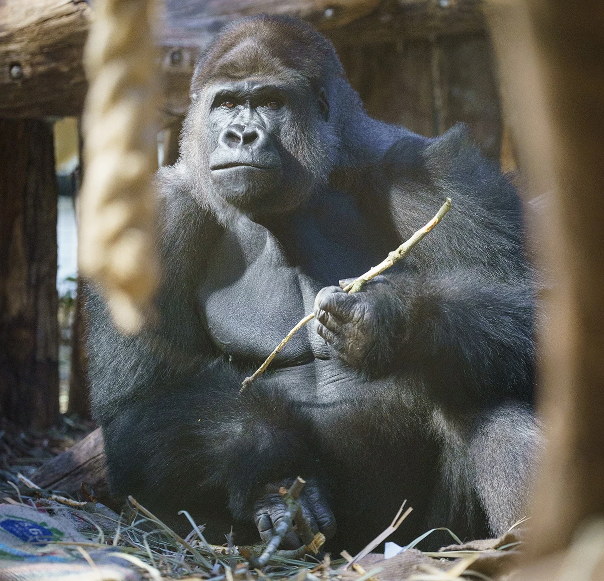 Kiburi in Gorilla Kingdom at ZSL London Zoo. Foto: ZSL DHL